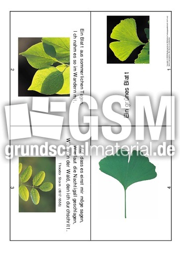 Ein-grünes-Blatt-Storm.pdf